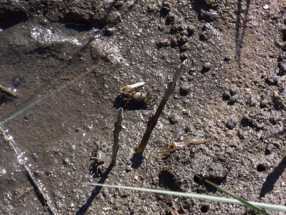 049-fiddler crab.jpg